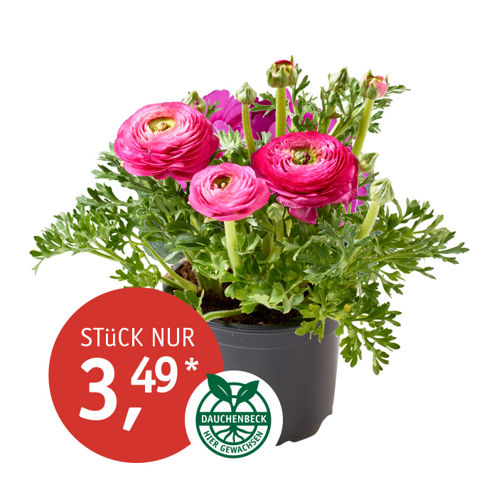 Angebot_KW11_Ranunkel-neu.jpg