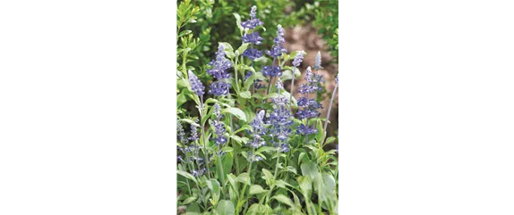 SO SCHöN BLüHT ES IM BEET! 