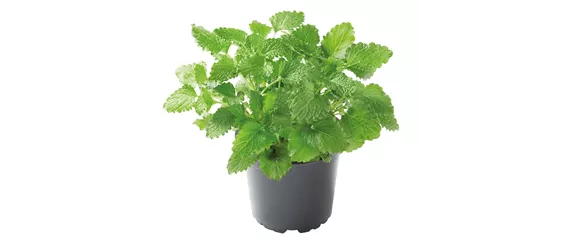 URLAUBSGEFÜHLE ZUHAUSE! 