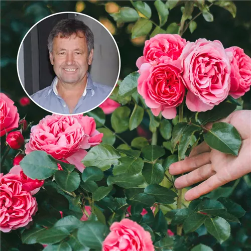 Kostenloser Vortrag: Wellness für die Rose
