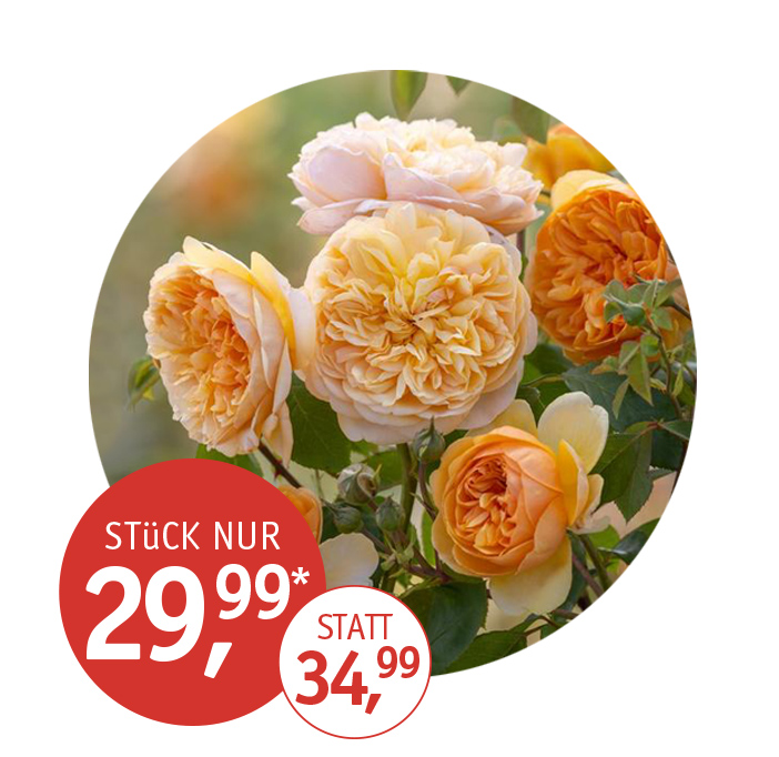 Angebot_KW24_DavidAustinRose.jpg