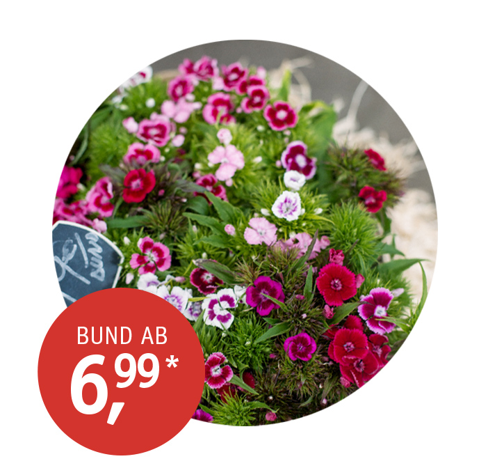 Angebot_KW24_Schnittblumen.jpg