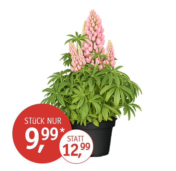 Angebot_KW24_Lupine.jpg