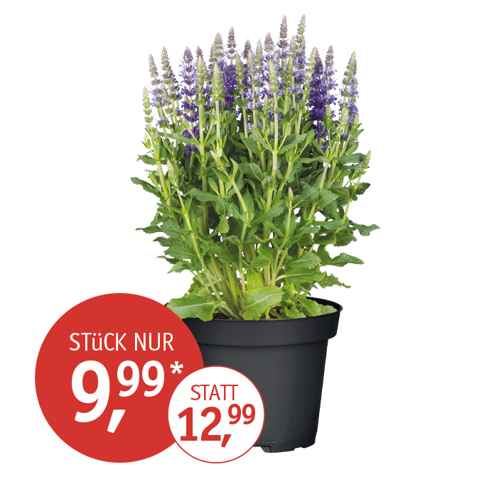 Angebot_KW24_Steppensalbei.jpg
