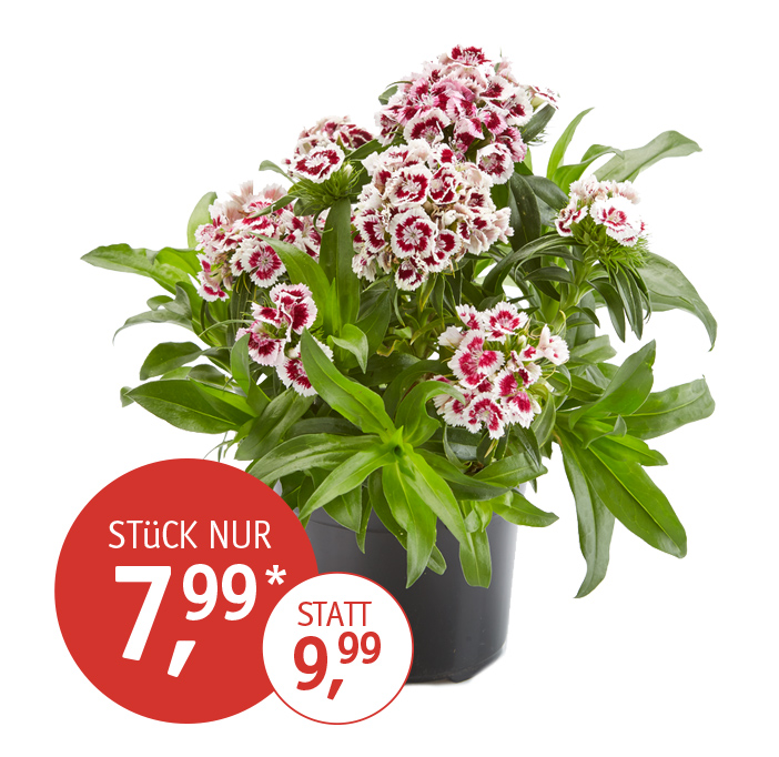Angebot_KW24_Bartnelke.jpg