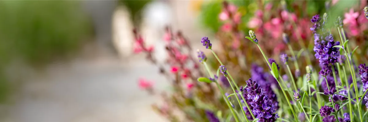 SommerZEIT