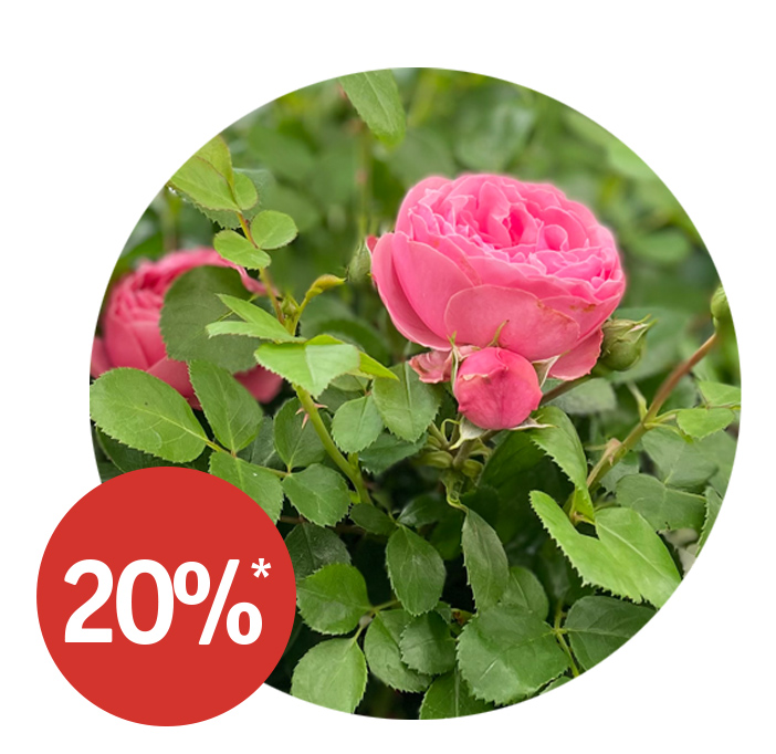 Angebot_KW29-Rosen.jpg