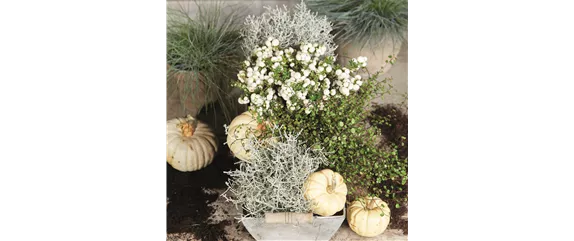 BUNTE HERBSTFREUDE!