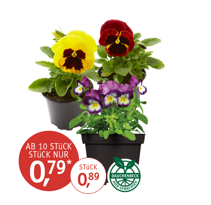 Angebot_KW43_Hornveilchen.jpg