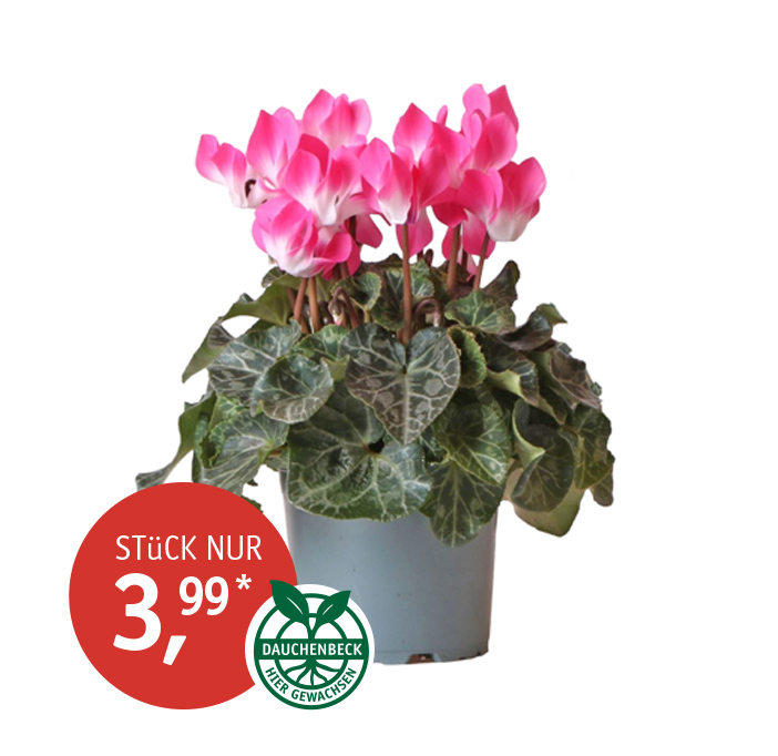 Angebot_KW43_Alpenveilchen.jpg