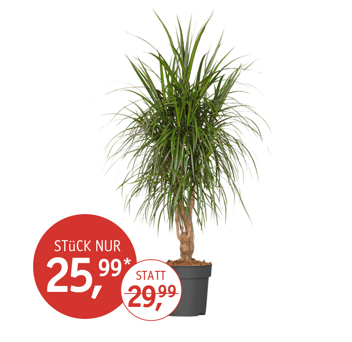 Angebot_KW43_Drachenbaum.jpg