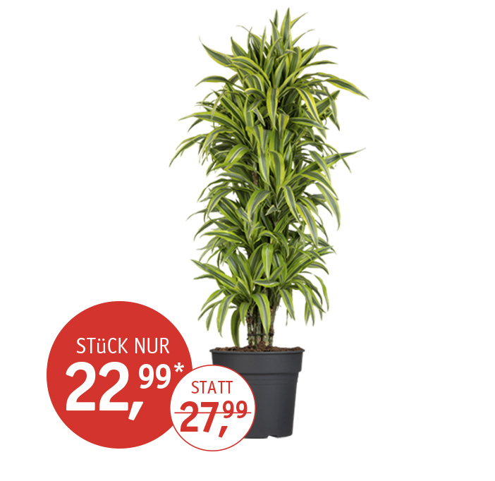 Angebot_KW43_Drachenbaum2.jpg