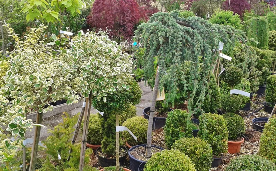 Unsere Baumschule - Zier- und Nutzgärten Unsere Baumschule - Zier- und Nutzgärten