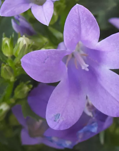 GLOCKENBLUME