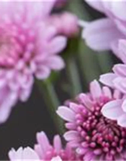 CHRYSANTHEME