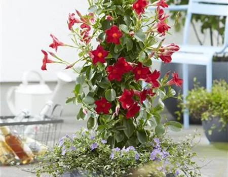 PFLANZE DES MONATS APRIL: DIPLADENIE