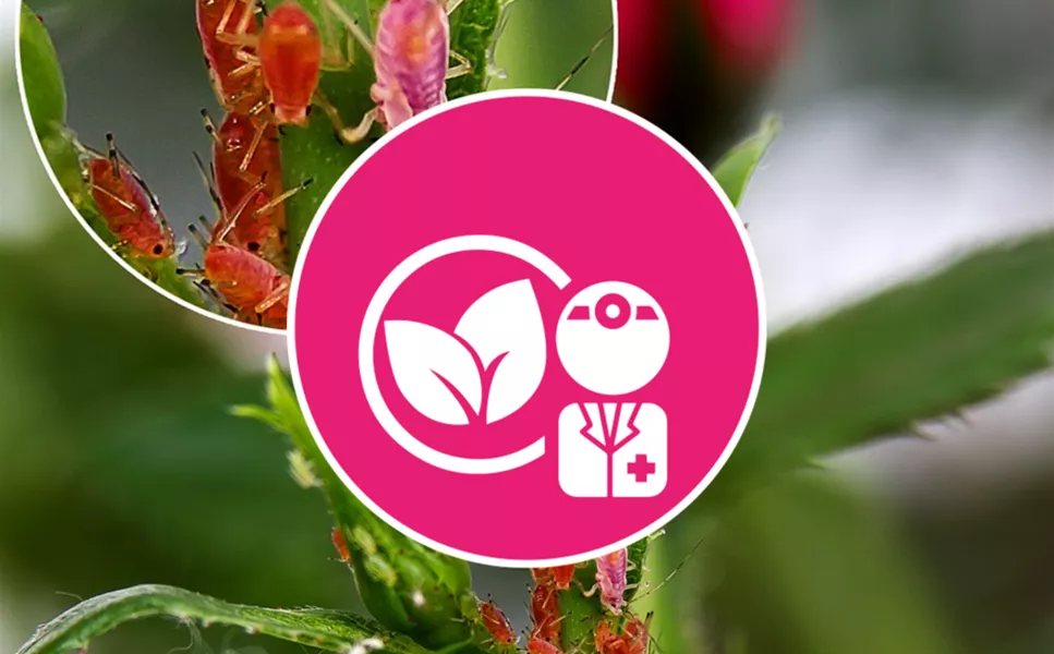 UNSER SERVICE - PFLANZEN-DOKTOR UNSER SERVICE - PFLANZEN-DOKTOR