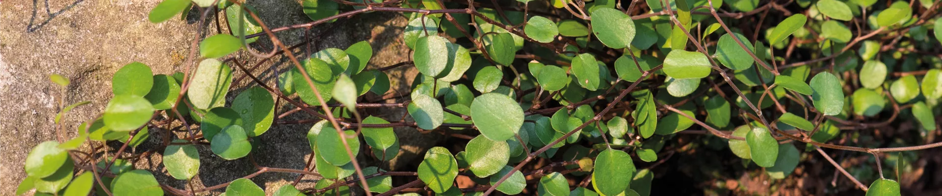 MüHLENBECKIA