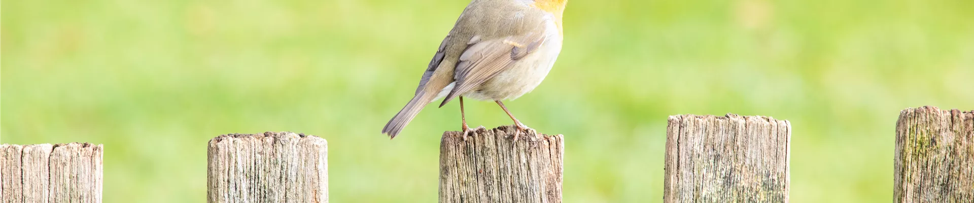 Rotkehlchen