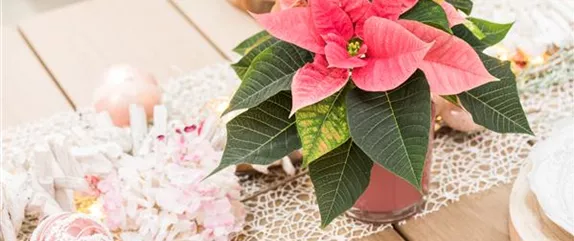 DEKORATION ZU WEIHNACHTEN! DEKORATION ZU WEIHNACHTEN!