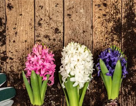 DER FRüHLING WIRD BUNT