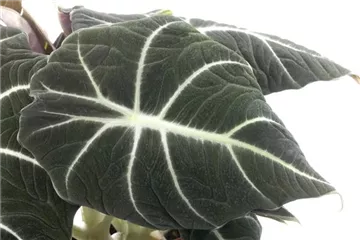 IN DIE TöPFE, FERTIG, LOS! IN DIE TöPFE, FERTIG, LOS!