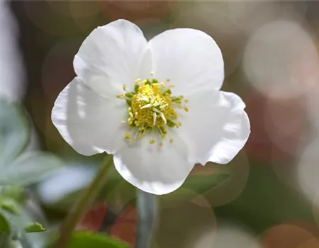 SCHöNE CHRISTROSEN!