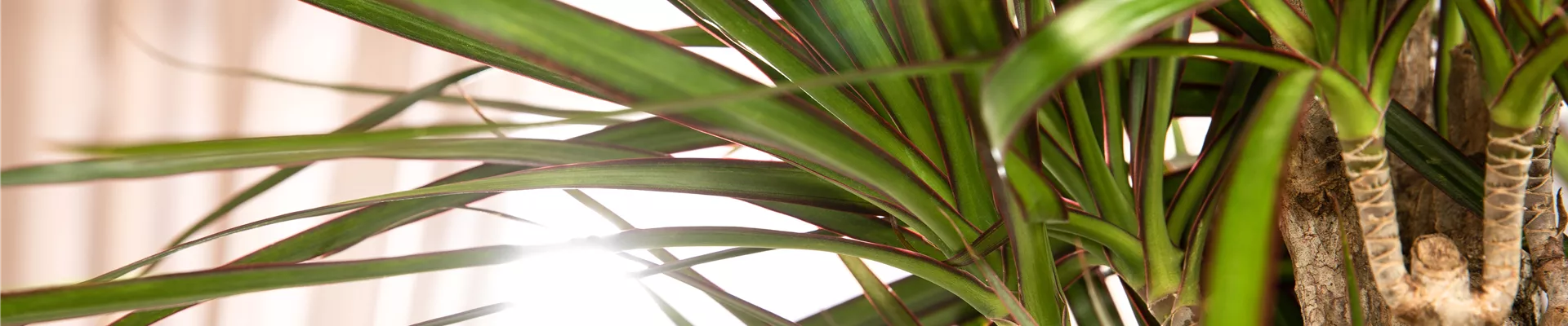 Dracaena marginata