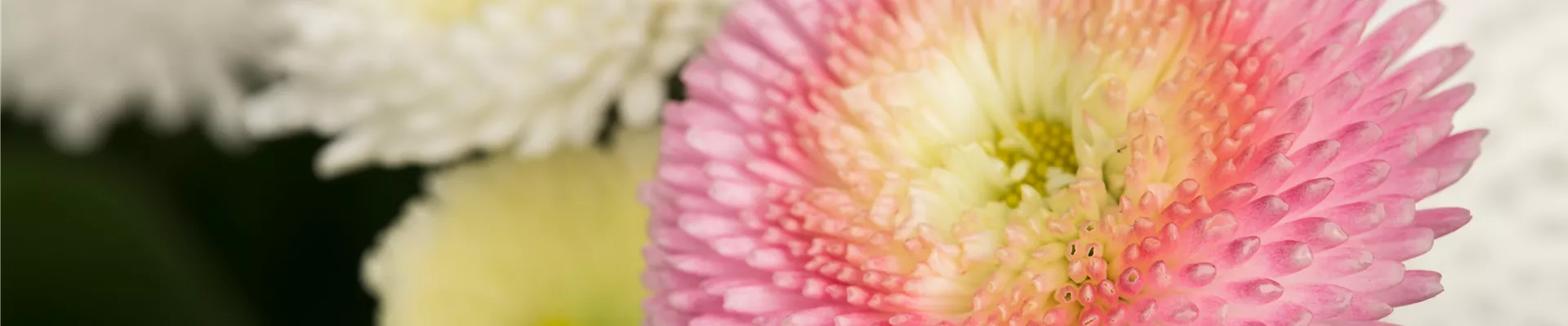 Bellis perennis