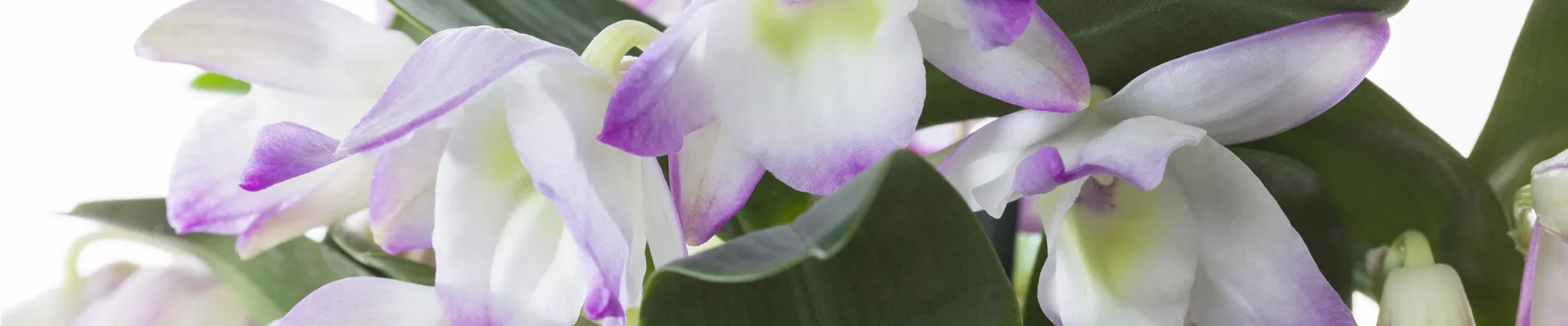 Dendrobium nobile