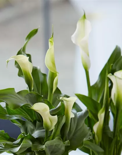 Calla