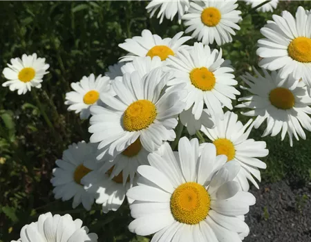 Sommermargerite