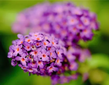 SOMMERFLIEDER