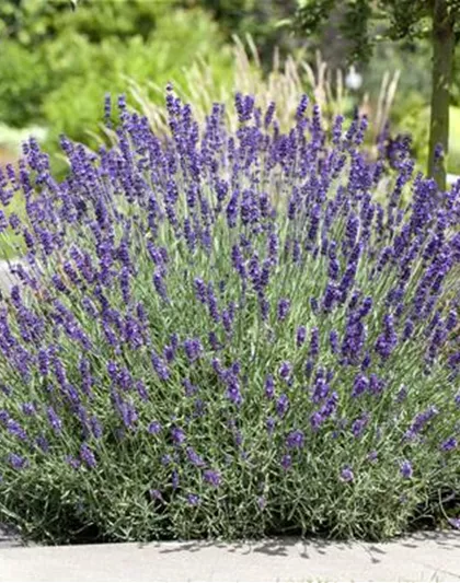 PFLANZE DES MONATS JUNI: LAVENDEL