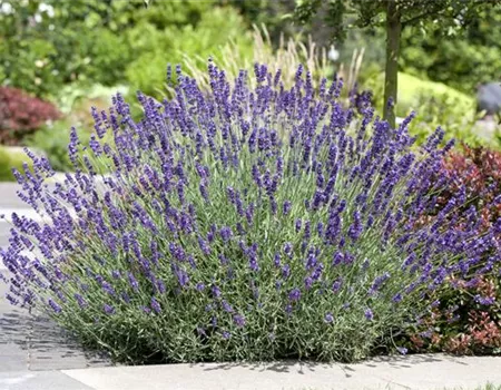 PFLANZE DES MONATS JUNI: LAVENDEL