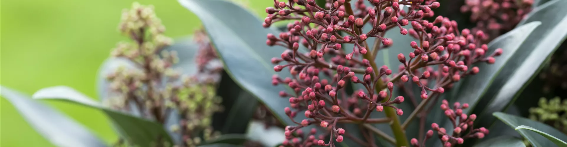 Skimmia japonica 'Rubella'